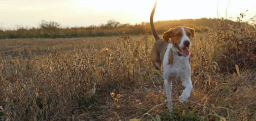 Cat feeding guide and instructions