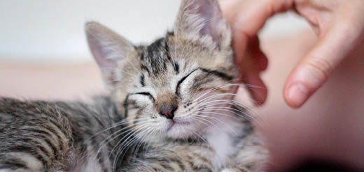 How to feed your kitten with First Feast